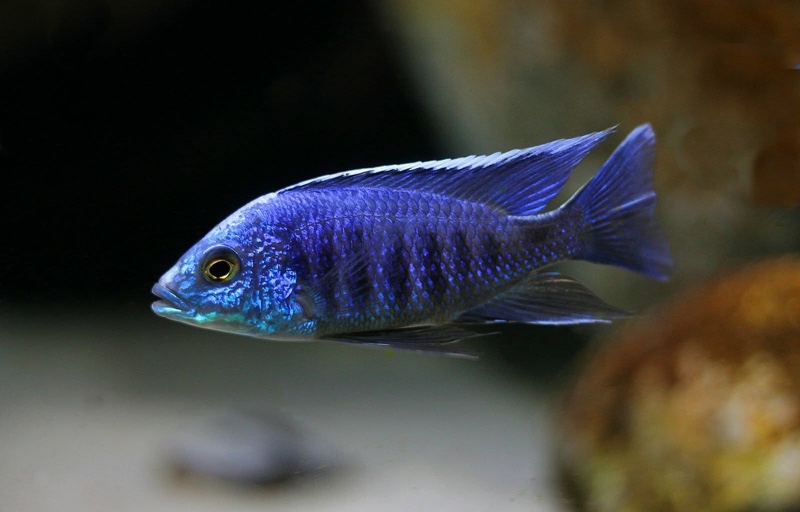Copadichromis sp. 'kawanga no-spot' Undu Reef